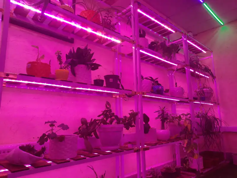 grow lights